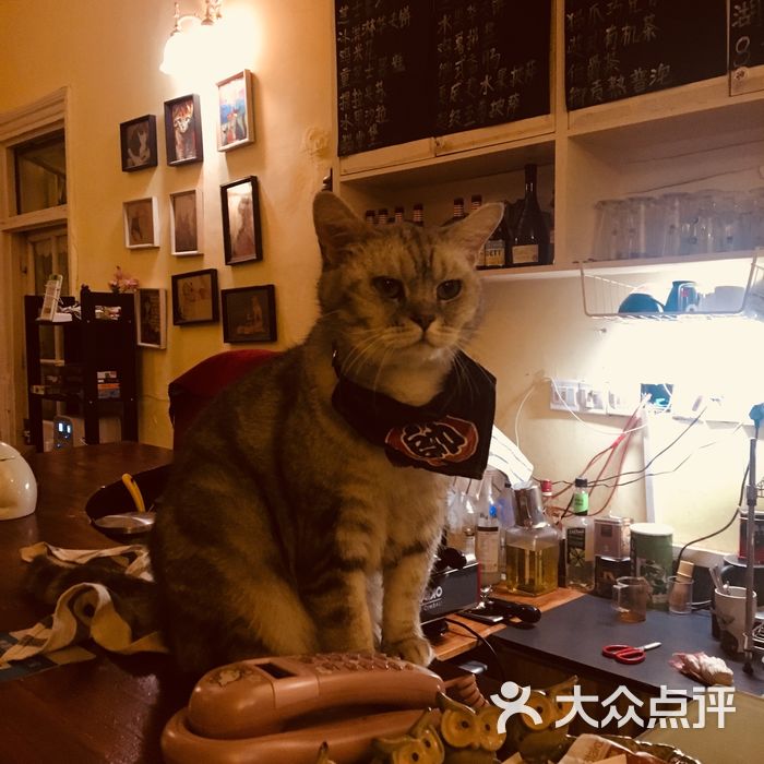 猫色猫咖啡·猫咪咖啡小酒吧