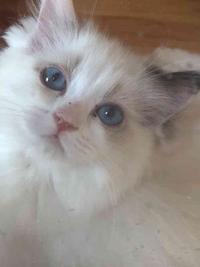 猫福瑞平价健康猫舍布偶金渐层