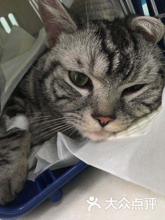 纳吉亚动物诊所-图片-北京宠物-大众点评网