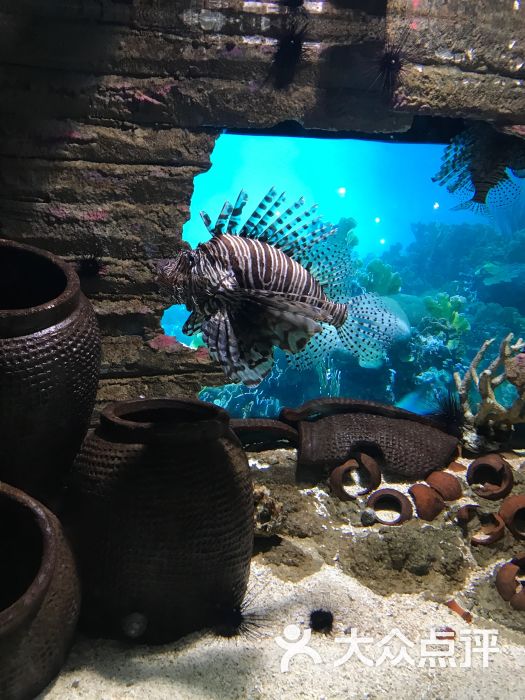 吉隆坡城中城水族馆图片 - 第2张