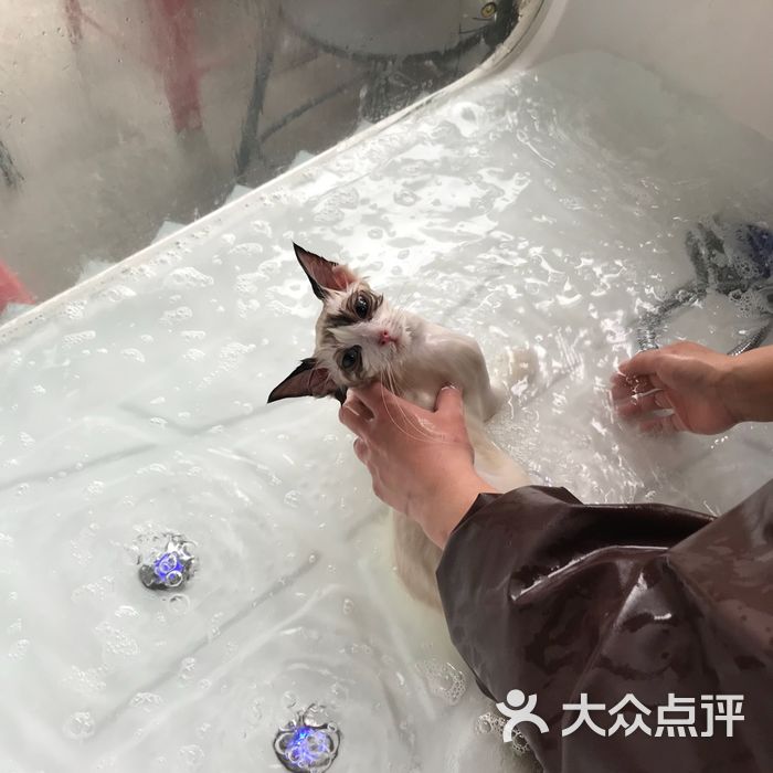 麒麟宠物猫舍spa洗澡美容寄养酒店图片-北京宠物店-大众点评网