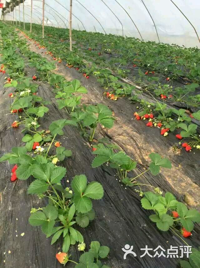 草莓红草莓采摘(郑州黄河滩)-图片-郑州景点