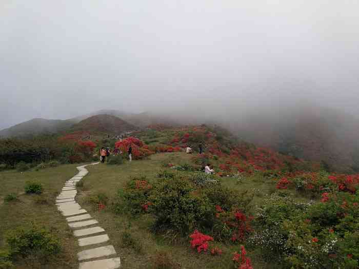 八卦脑景区-"漫山遍野的映山红,有红色和浅粉色的,选择.