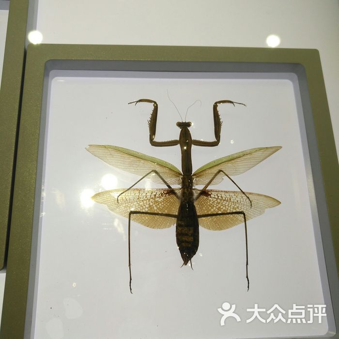 上海昆虫博物馆