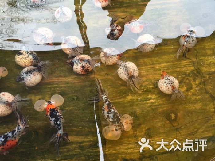 中环花鸟鱼虫市场-图片-天津购物-大众点评网