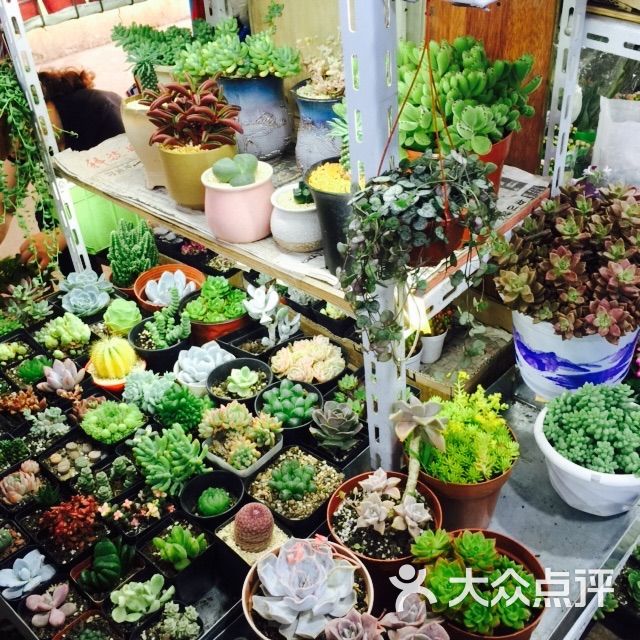 万商花鸟市场(西藏南路店)图片 - 第5张
