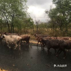 【鹿角湾景区】电话,地址,价格,营业时间(图) - 沙湾