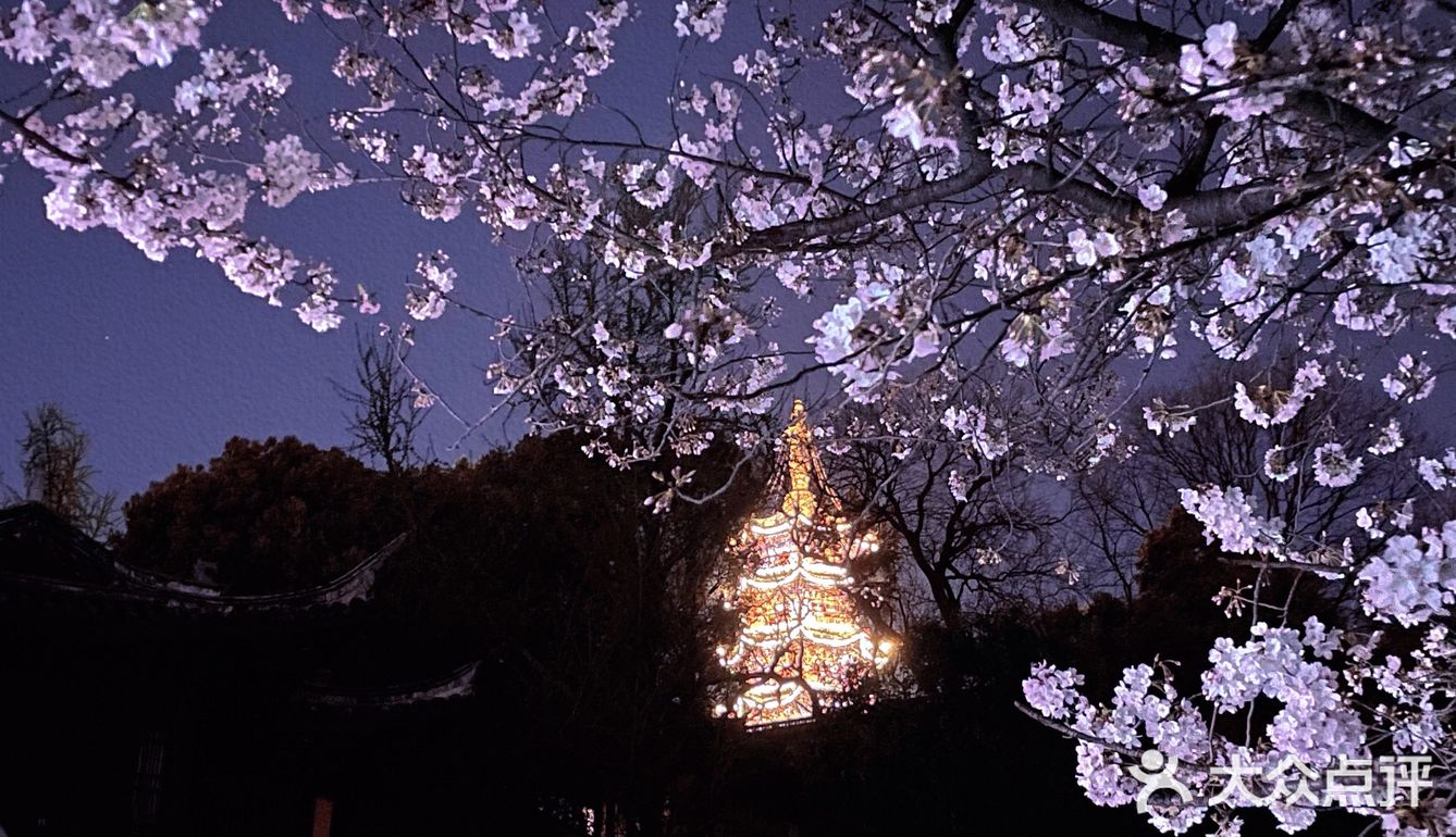 鸡鸣寺夜樱