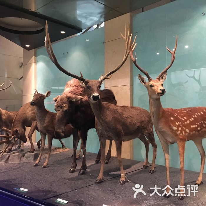 国家动物博物馆图片-北京博物馆-大众点评网