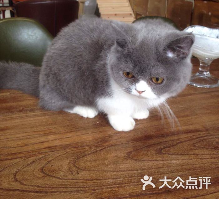 喵了个咪猫咪主题咖啡