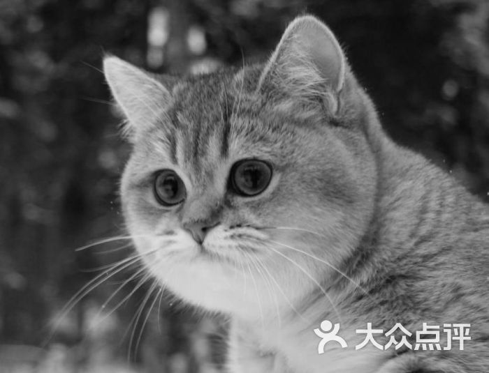 猫1_聪明脑袋不长毛