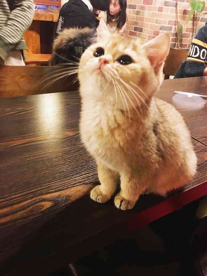 蓝鲸地下吸猫场所·猫咖啡厅