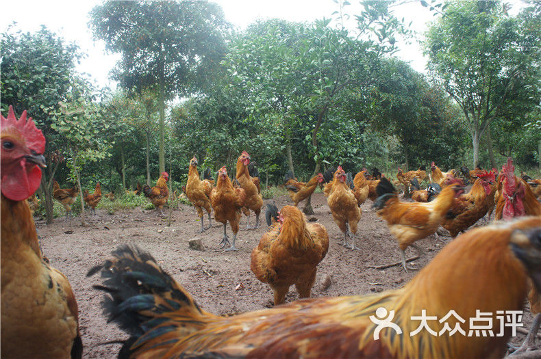 泡菜哥山庄生态养殖鸡场