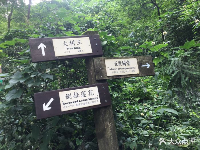 天目山大树王景区图片 - 第5张