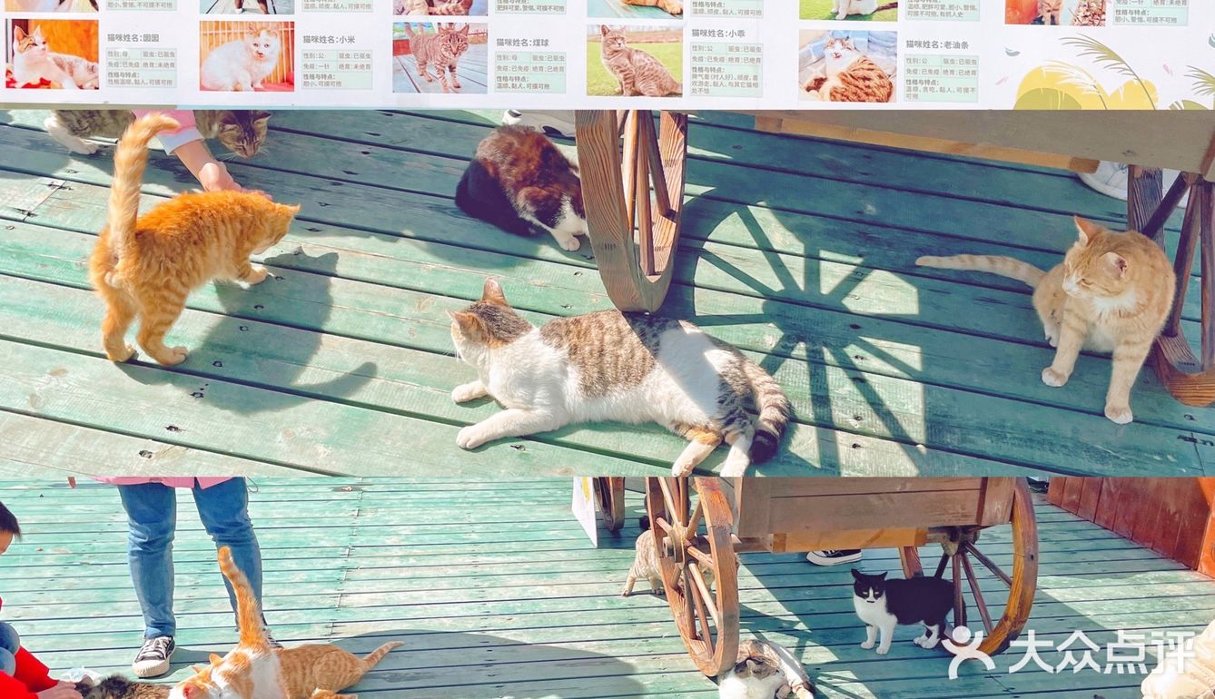 淮安旅游除日本猫岛以外吸猫自由的肥猫岛