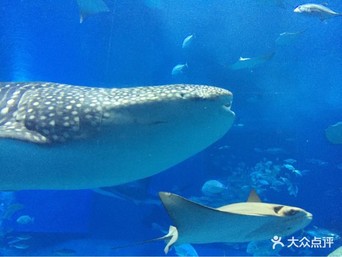 美丽海水族馆