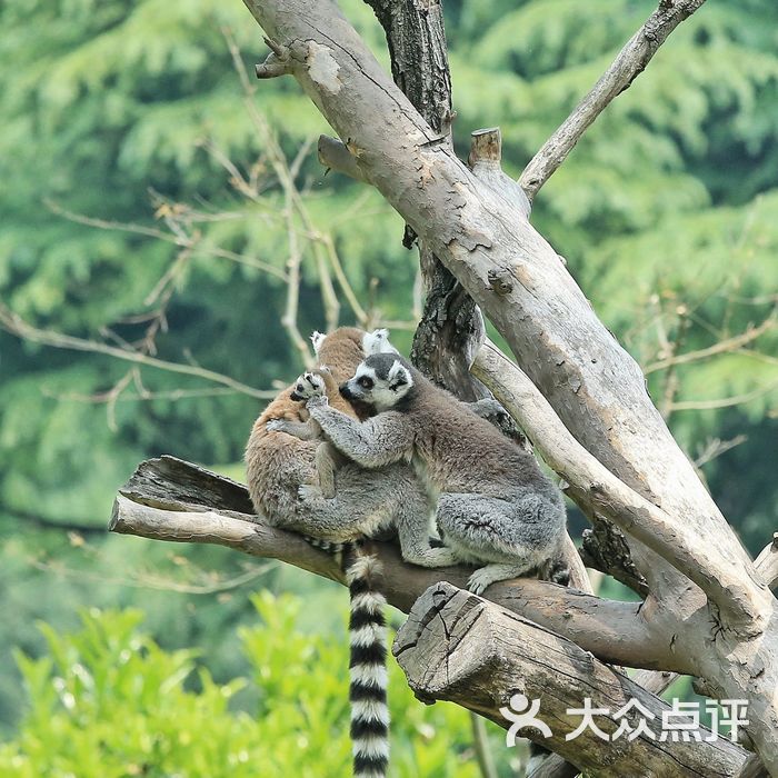 上海动物园图片-北京动物园-大众点评网