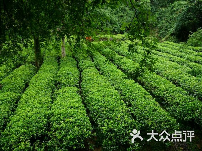 武夷山老七牛岩茶厂图片 - 第3张