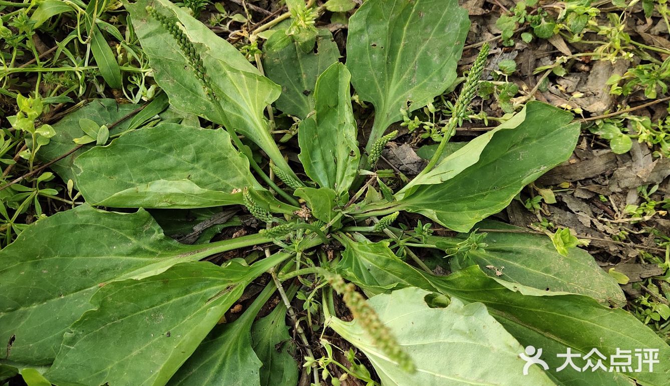 车前草,中药名.为车前科植物车前plantagoas