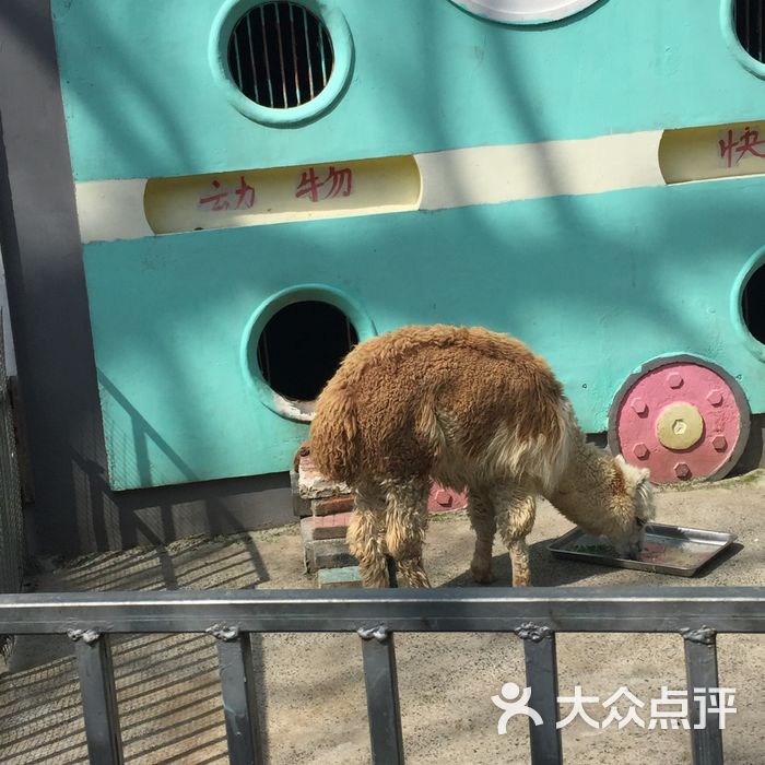红山森林动物园考拉馆