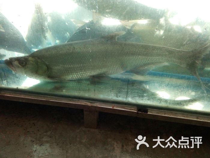 湖畔人家-翘壳图片-长寿区美食-大众点评网
