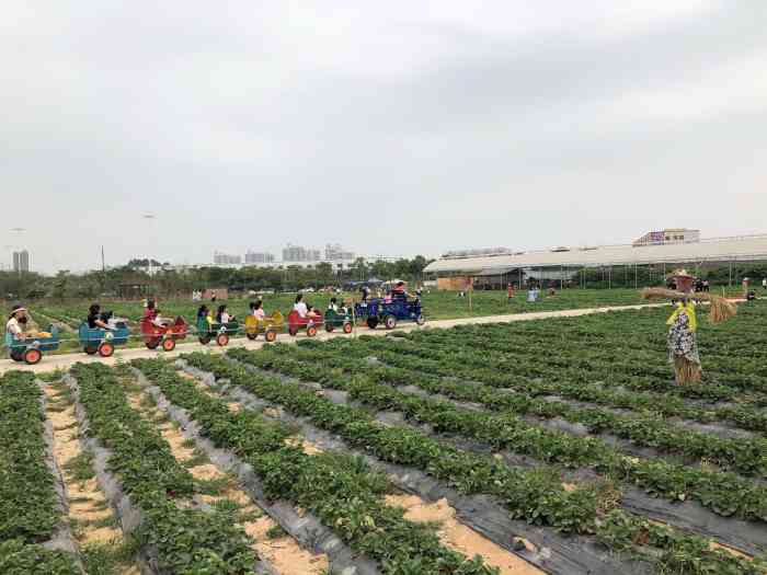 龙洲湾飞鸭开心农场-"在附近可以过来玩一下,玉米游乐