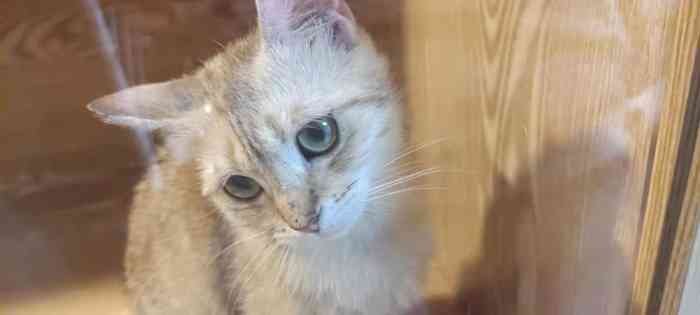 猫福瑞平价健康猫舍布偶金渐层