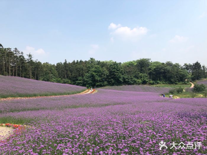 大塘金香草谷图片