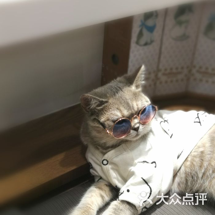 猫公爵猫活体售卖美容寄养