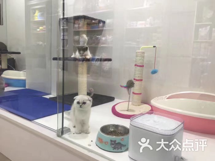 et汪宠物会所寄养猫舍图片 - 第2张