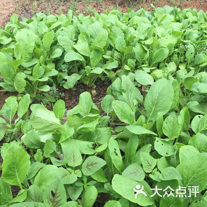 自种青菜