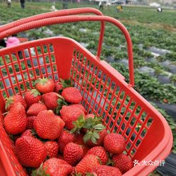 【欢乐草莓园】电话,地址,价格,营业时间(图) - 