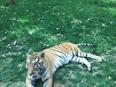 -北京野生动物园