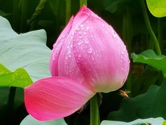 -莲池书院博物馆