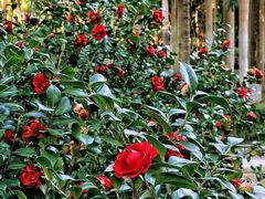 -深圳国际园林花卉博览园