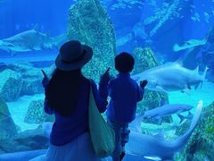 -海合安成都极地海洋公园