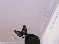 -纳吉亚猫专科动物医院博雅分院