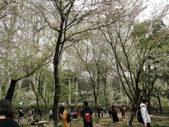 -武汉大学-樱园