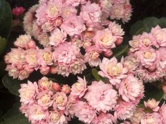 -泰谷酒店·太古码头闽菜自助餐厅