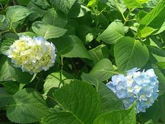 -临平公园(临平街道)
