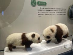 -四川大学博物馆