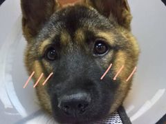 -严国平动物医院(德政总院)