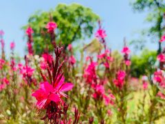 -桤木河湿地公园