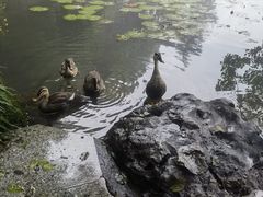 -杭州植物园