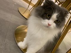 -飞行喵MR PILOT|猫舍·猫咖(静安大融城店)