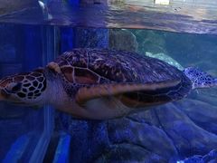 -合肥海洋世界