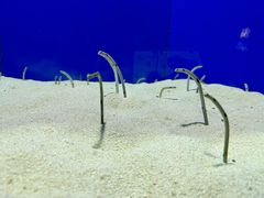 -上海海洋水族馆