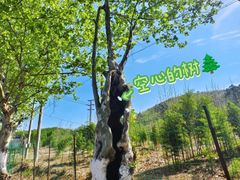 -游子山休闲旅游区