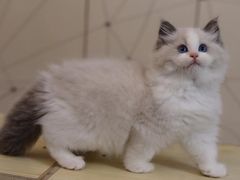 -汪说喵讲宠物乐园宠物酒店(红星美凯龙店)