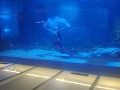 -石家庄海洋公园